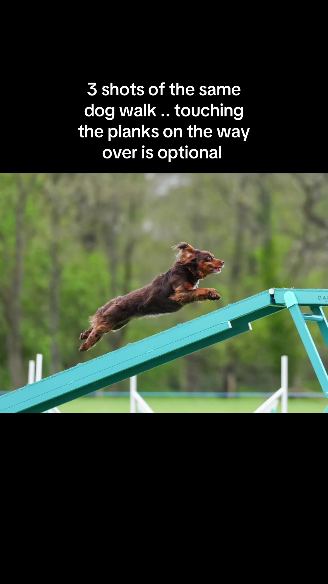 @Pipstar 🐕🦺