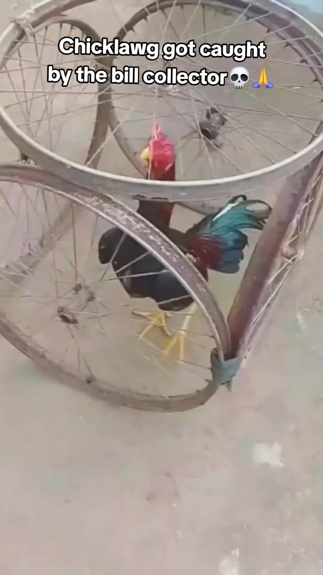 @donpollo2982
