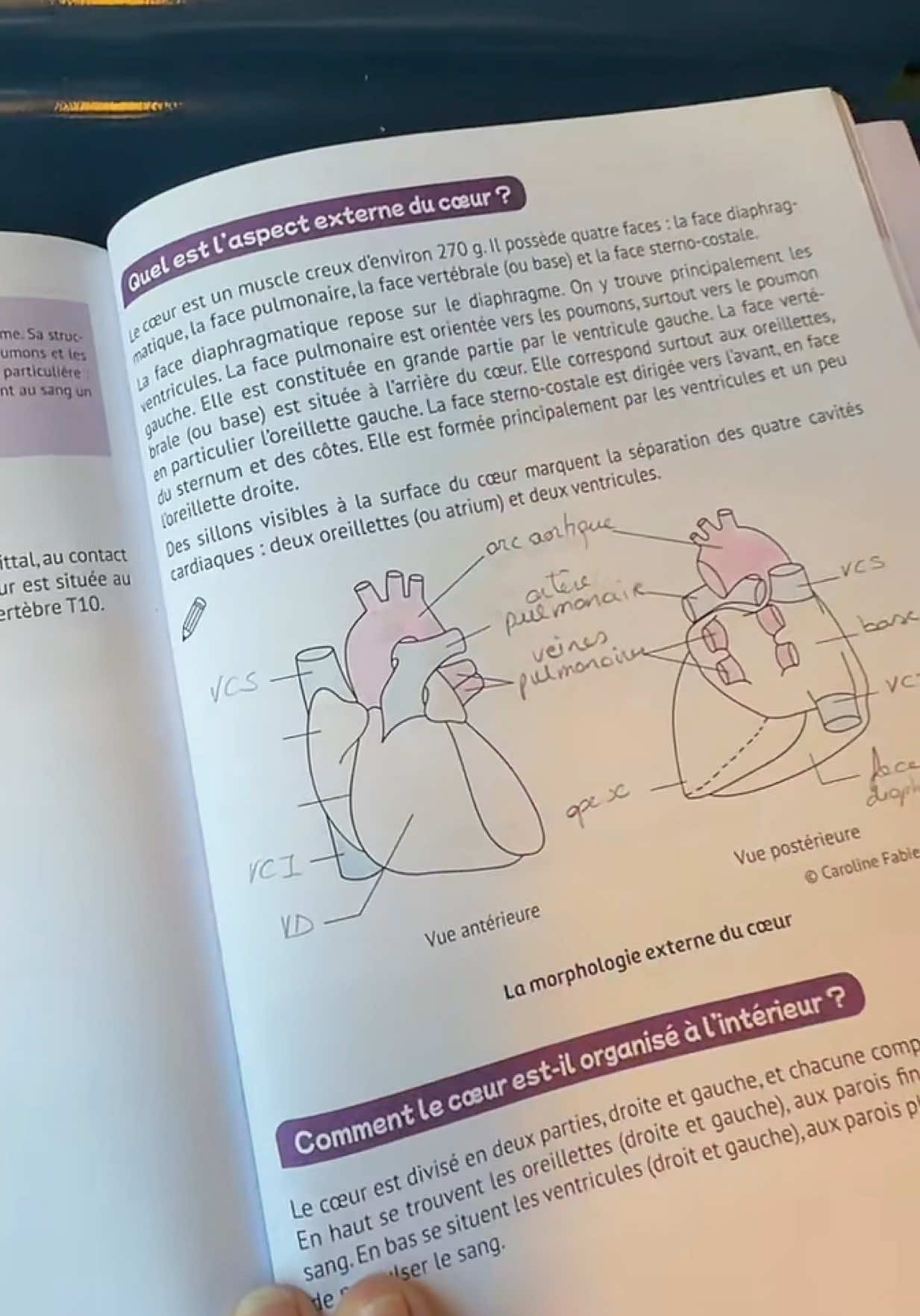 @Caroline Fabien, PhD