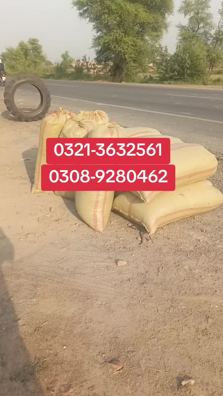 @Animal success