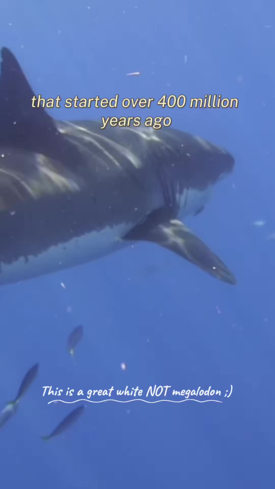 @Gillian Shark