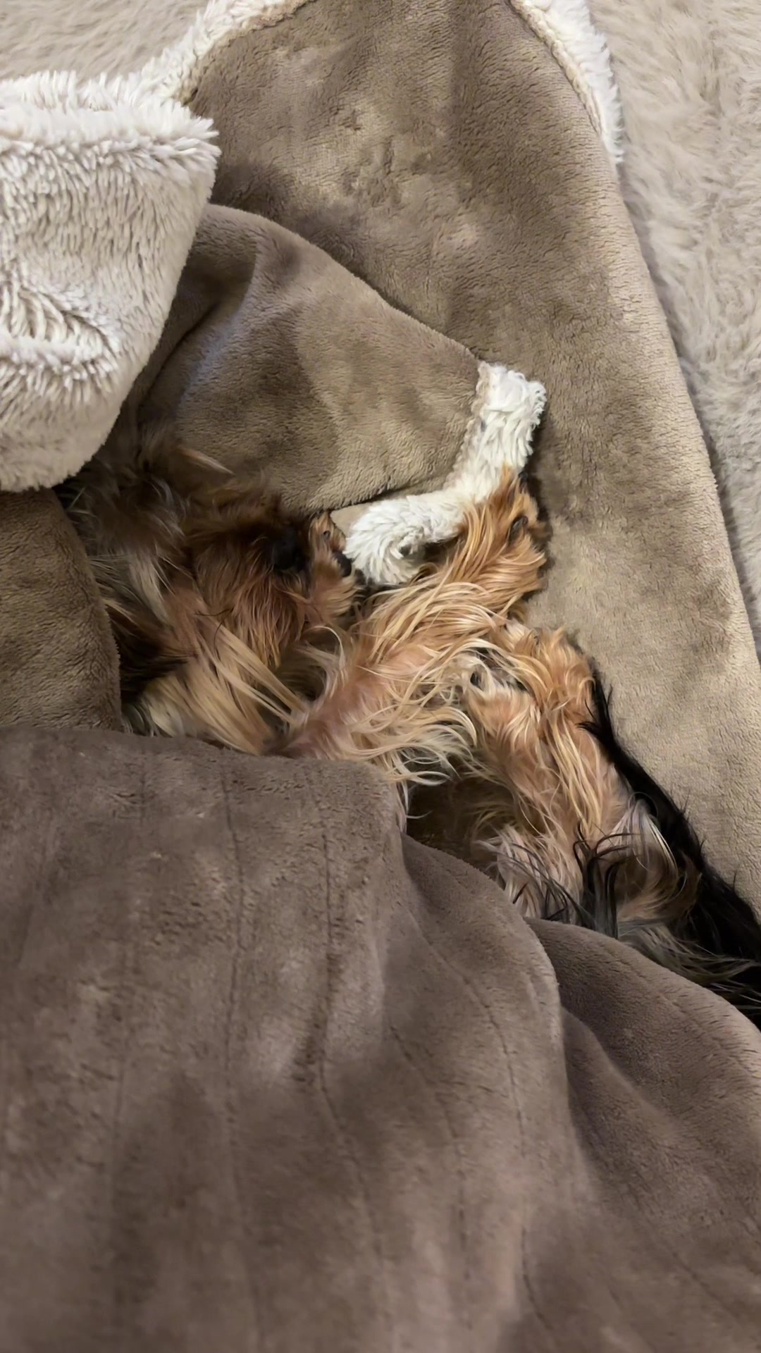 @Benjie the Yorkie