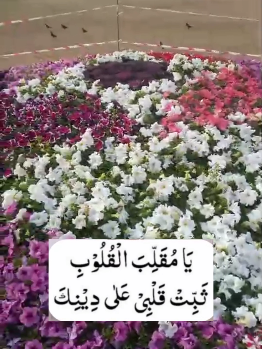 @Aniqa Tahir
