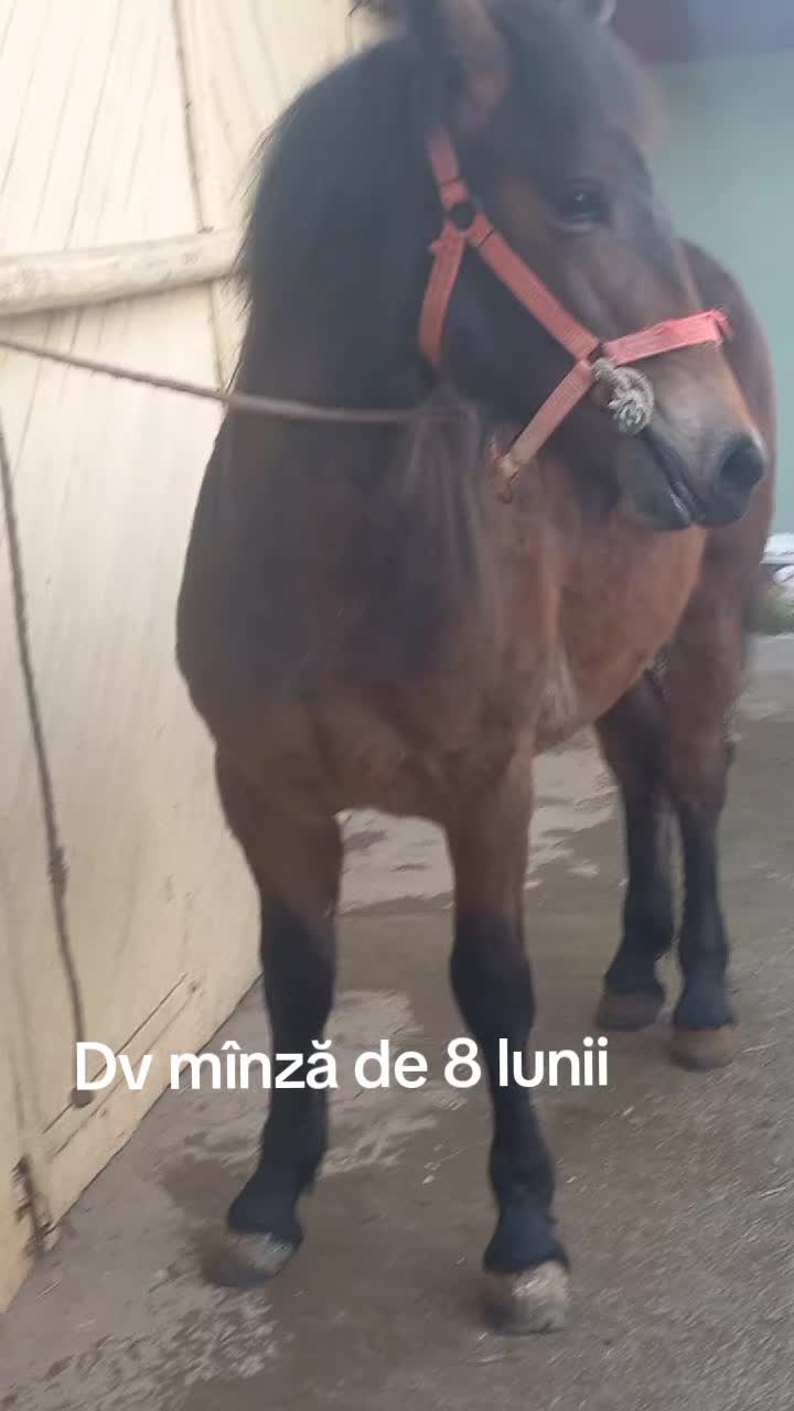 @Buga Ionuț