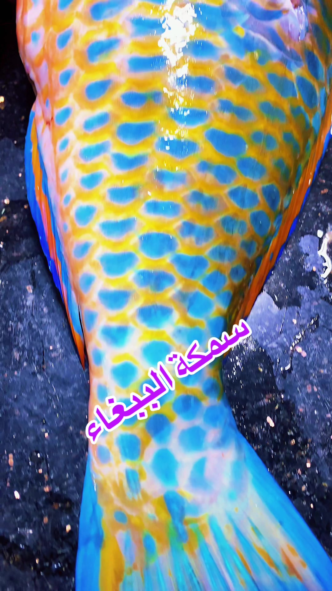 @مطعم ومسمكة الريس الصرفند