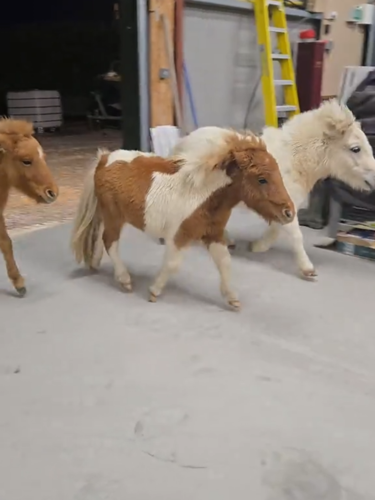 @BOB, TOFFY AND BAMBI