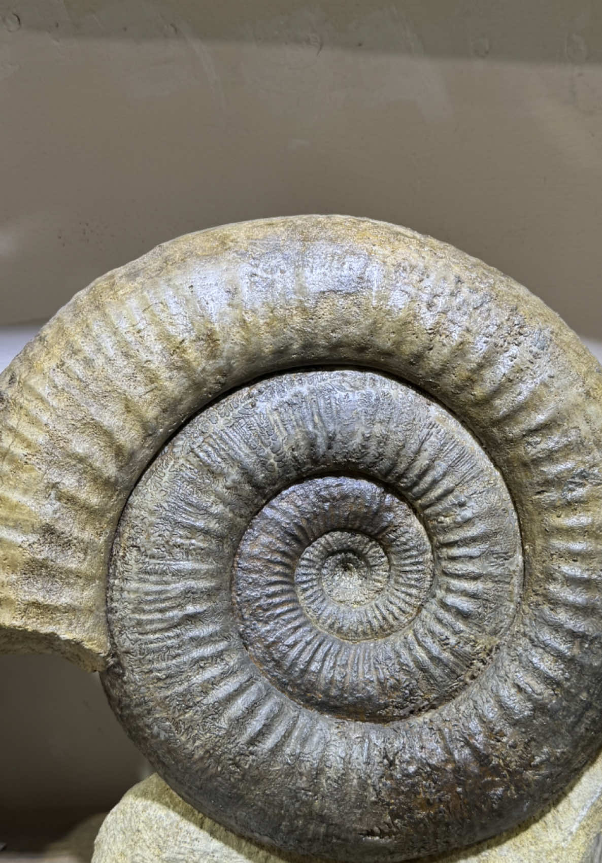 @AidansFossils.Fish.Minerals