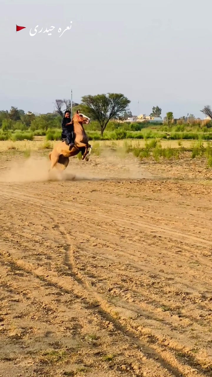 @Ch Hammad bokan ♥️🐎