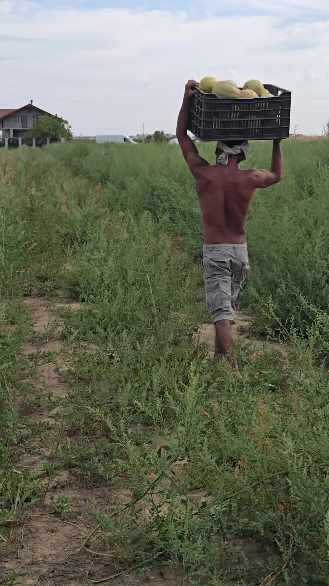 @Faze Farm