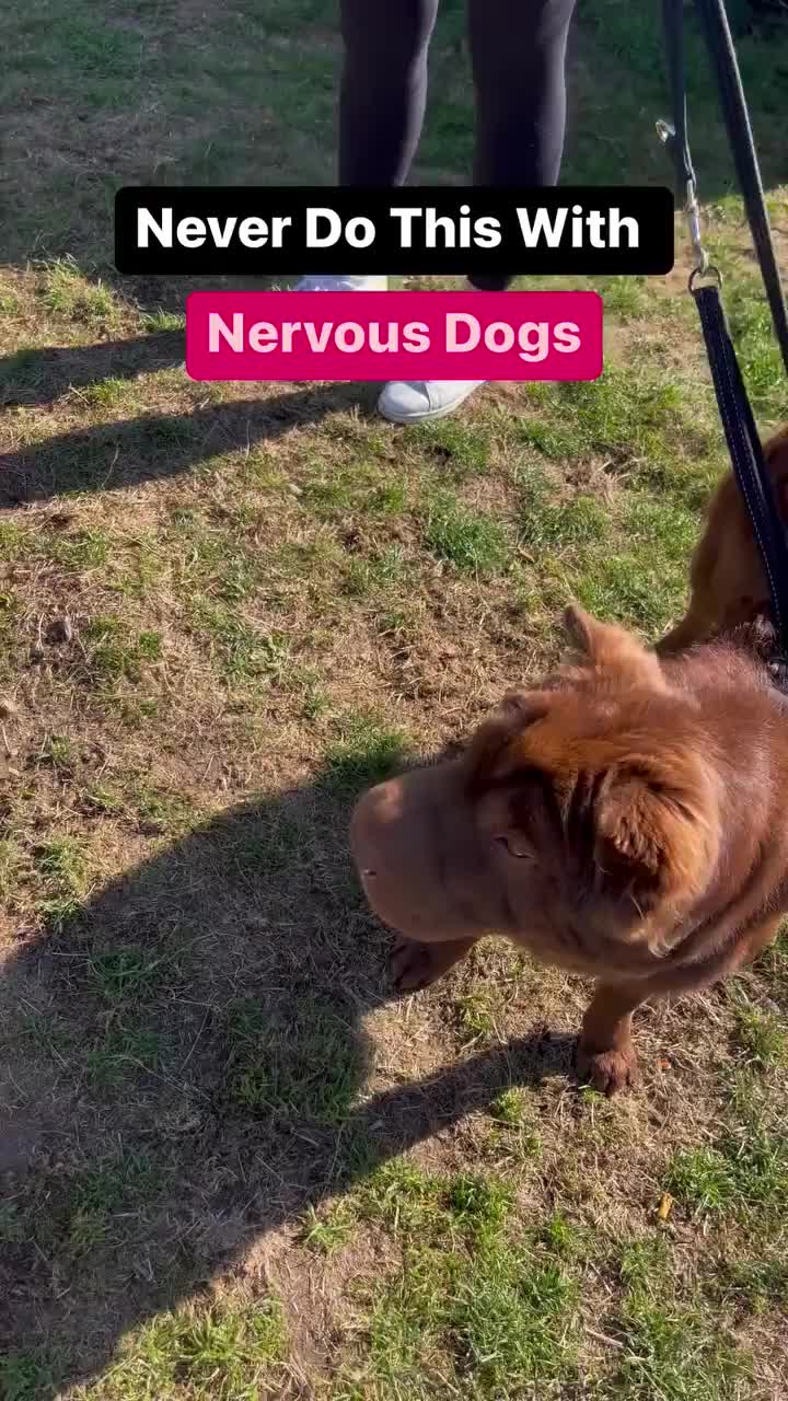 @SouthendDogTraining