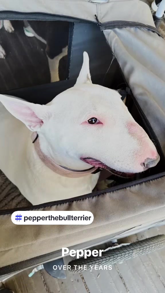 @Phil&Peppers page 🐶