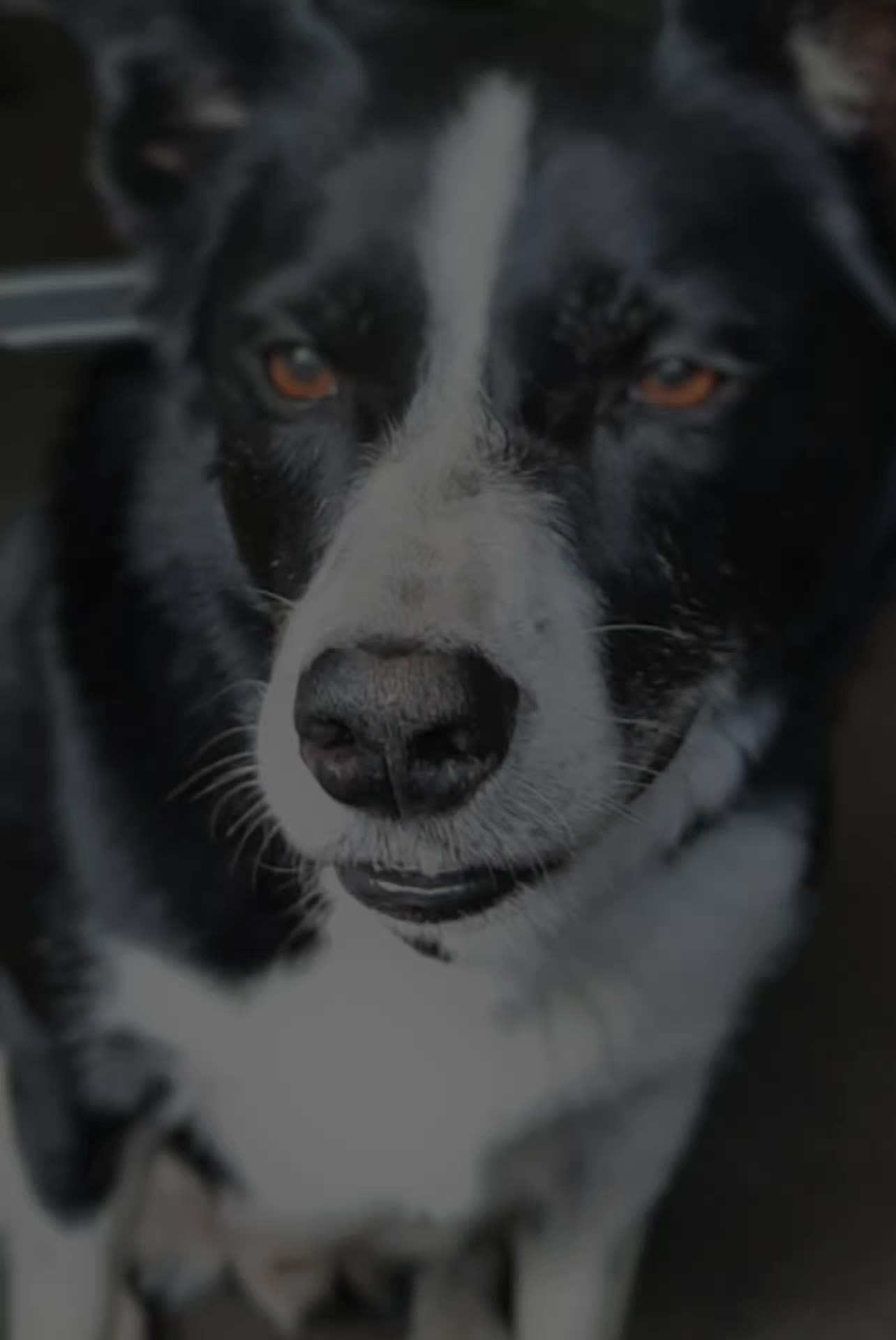 @Bordercollies Anonymous Club