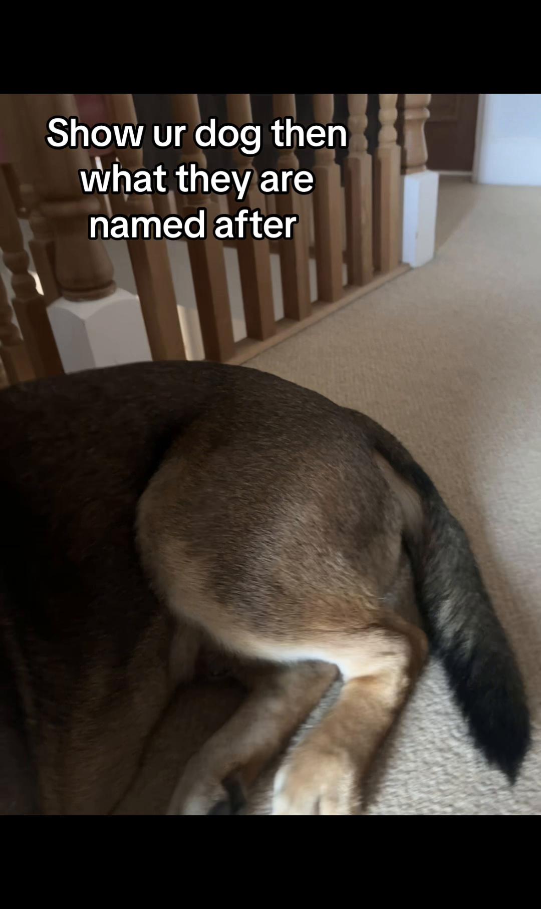 @RockyTheMutt