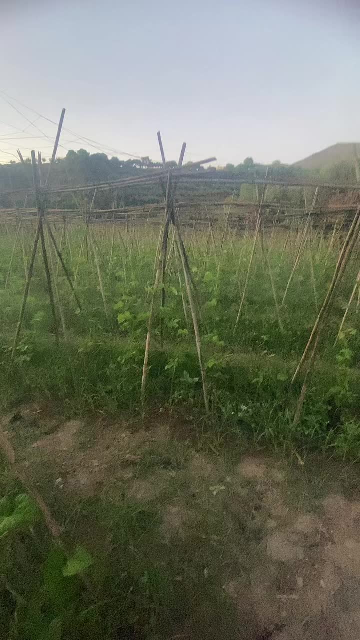 @il&atilde;ss m&iacute; l&atilde; v&iacute;d&acirc;