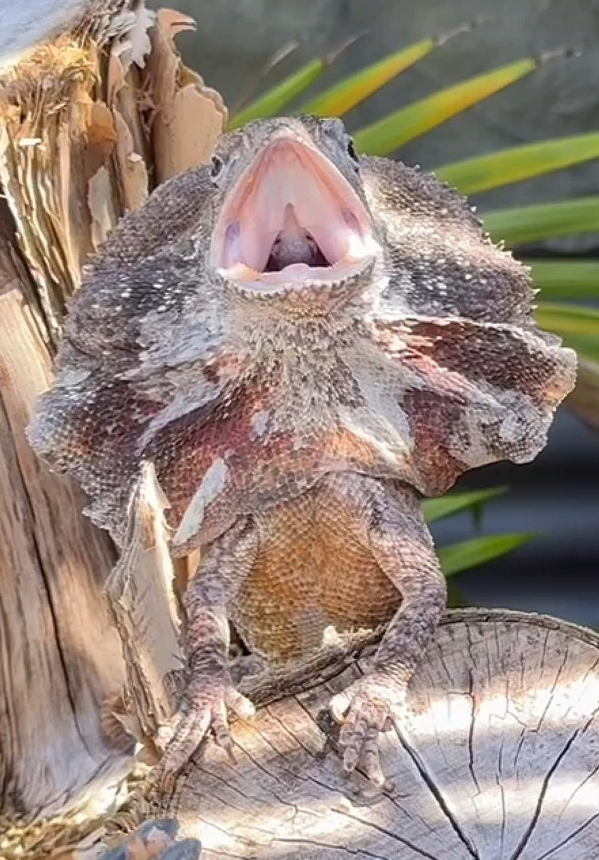 @Tommys_reptiles