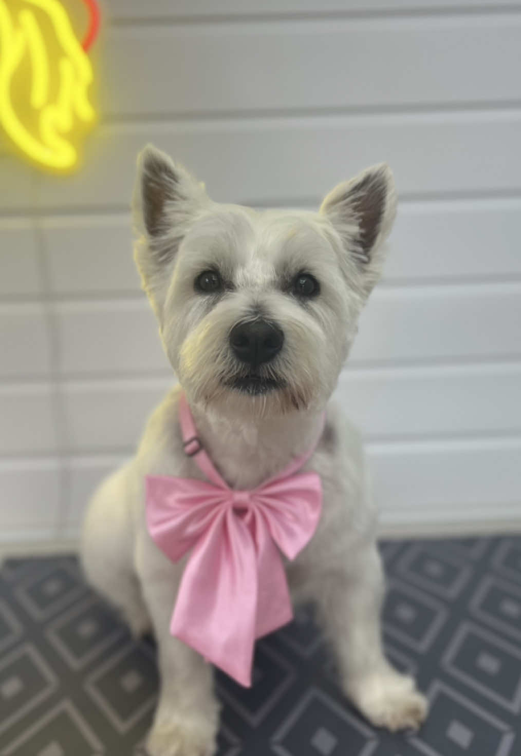 @Sion’s Dog Grooming 🐾