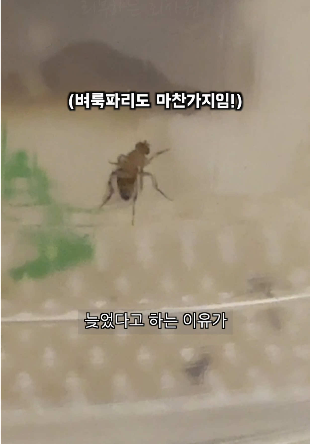 @리뷰하는회사원