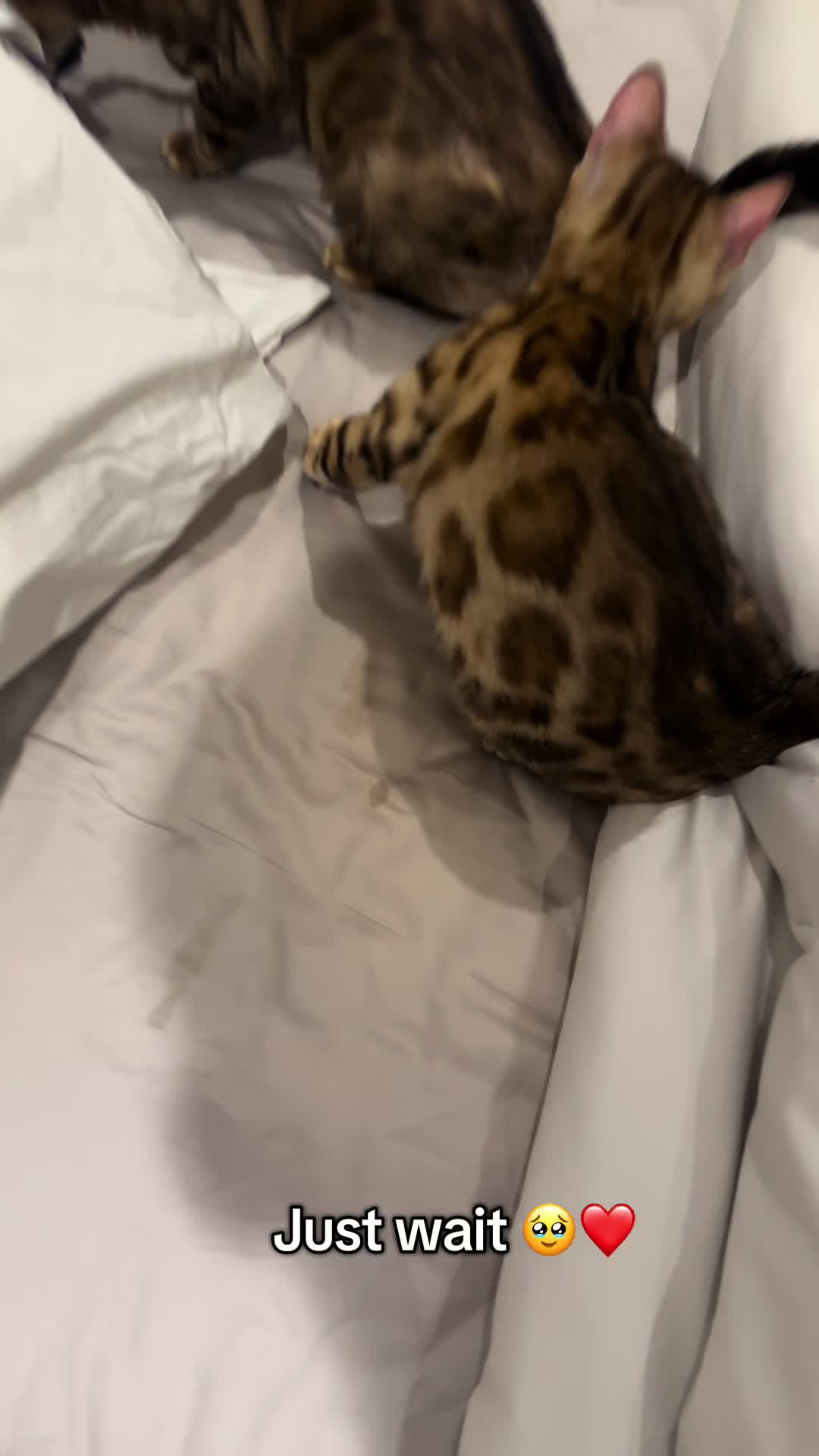 @houseofbengal