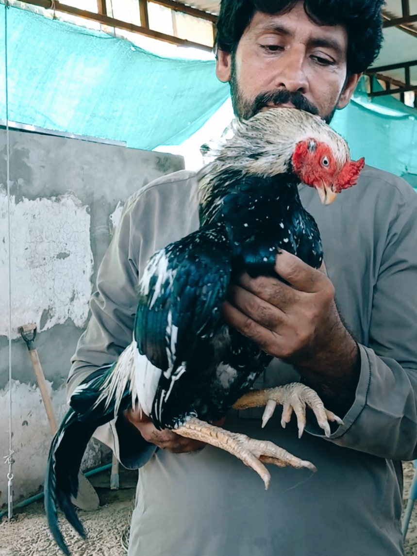 @Sajjad Aseel Farm