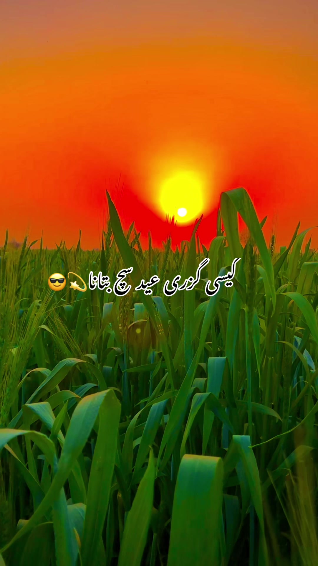 @🌾🌱پنجابی کلچر 🌾🌱