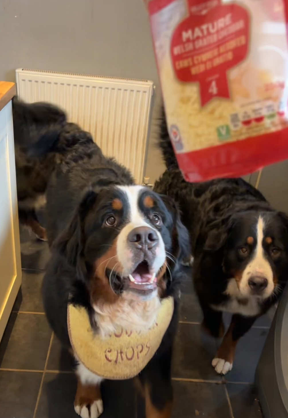 @Bramble, Ivy and Gino