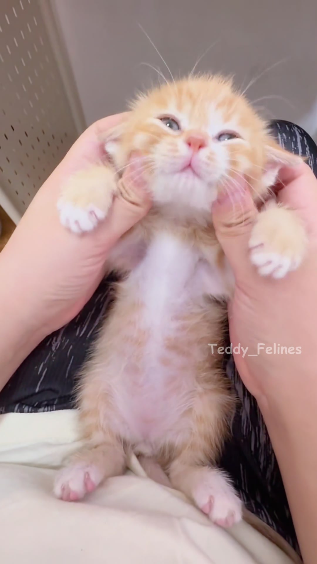 @Teddy_Felines 🧸🐾