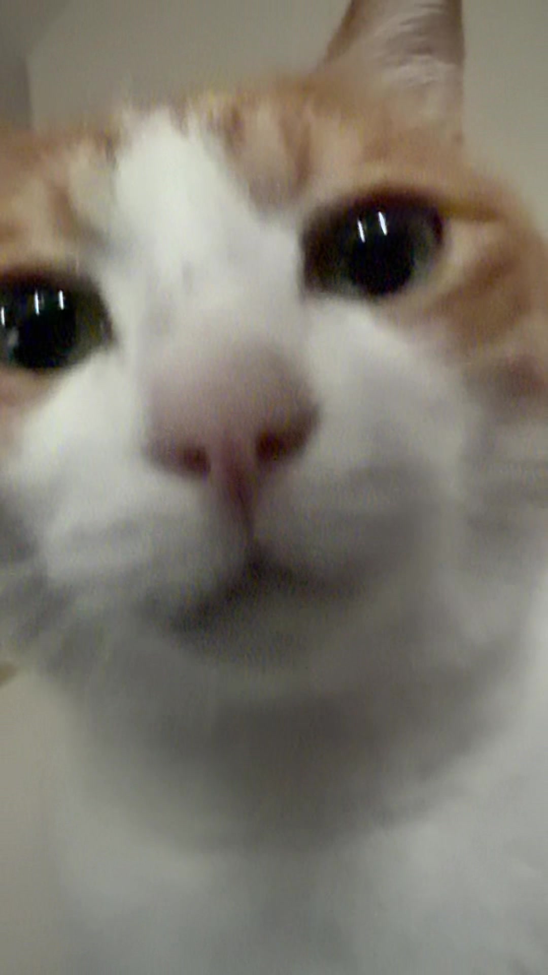 @猫のはっさく