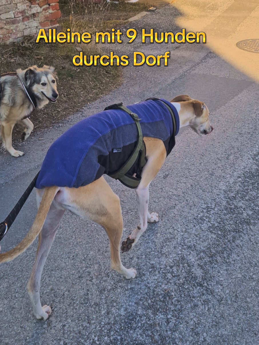 @Handicap.dogs.on.tour.