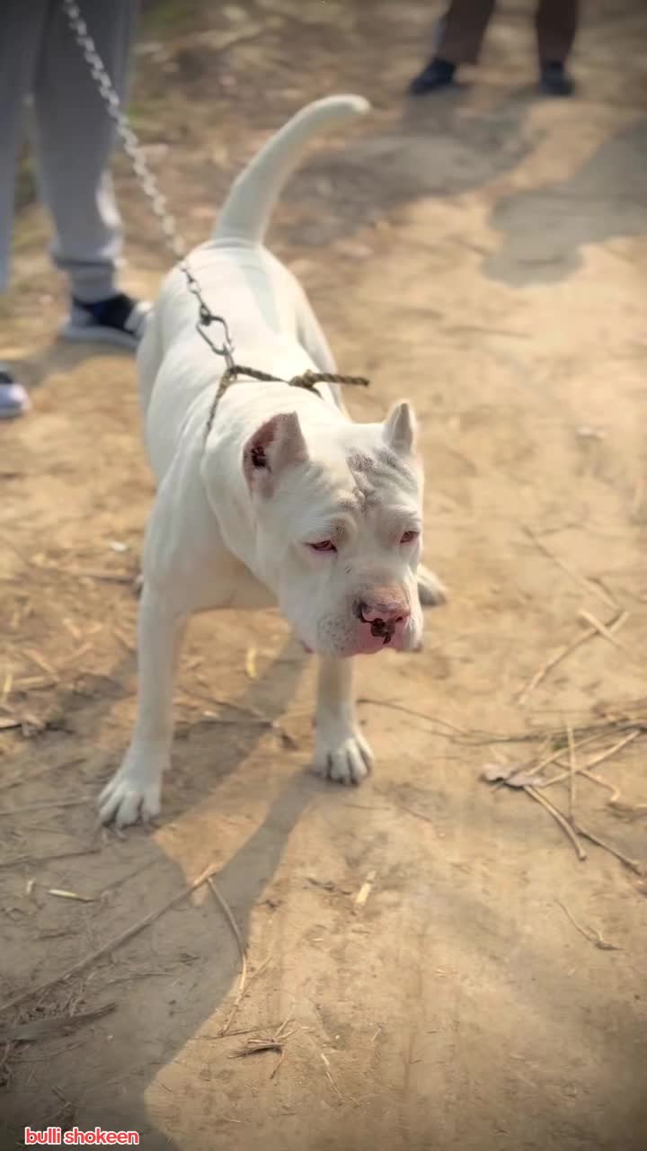 @bullishokeen2