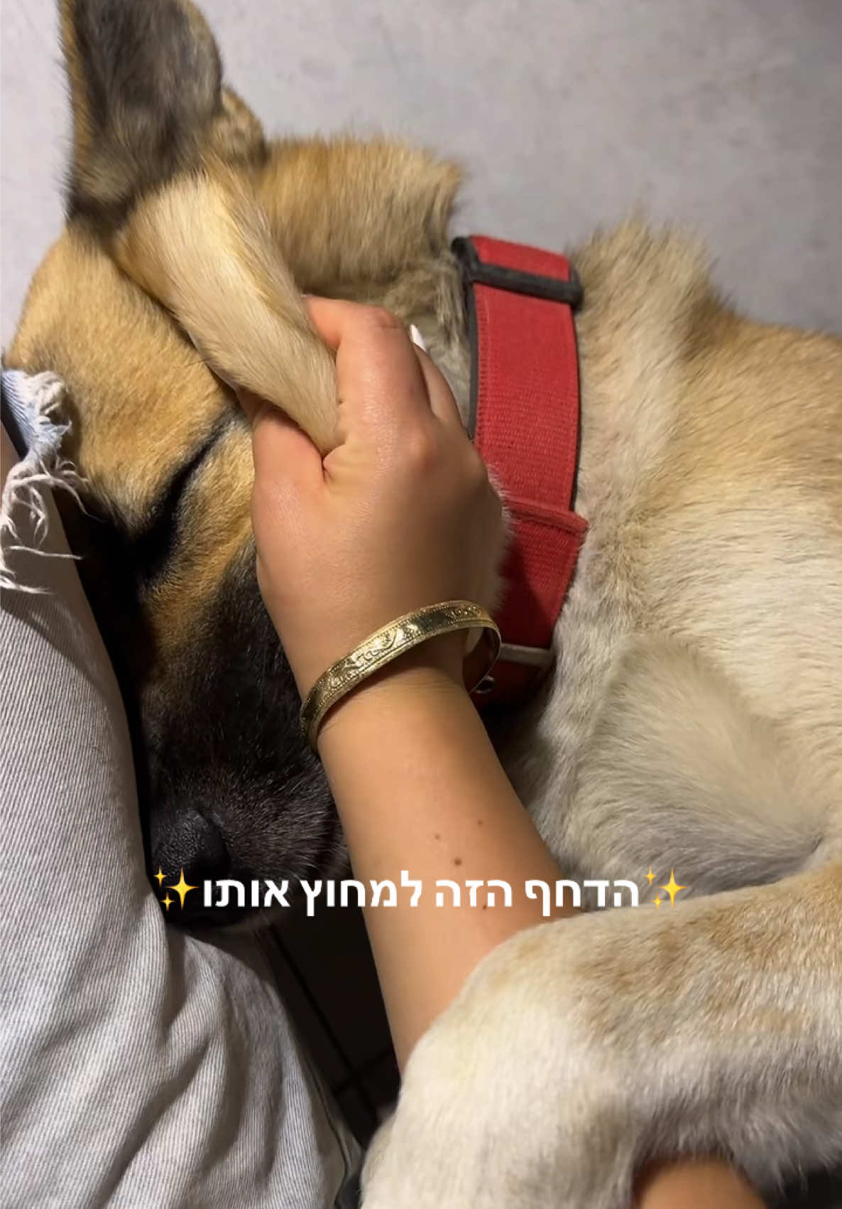 @shiradabush8