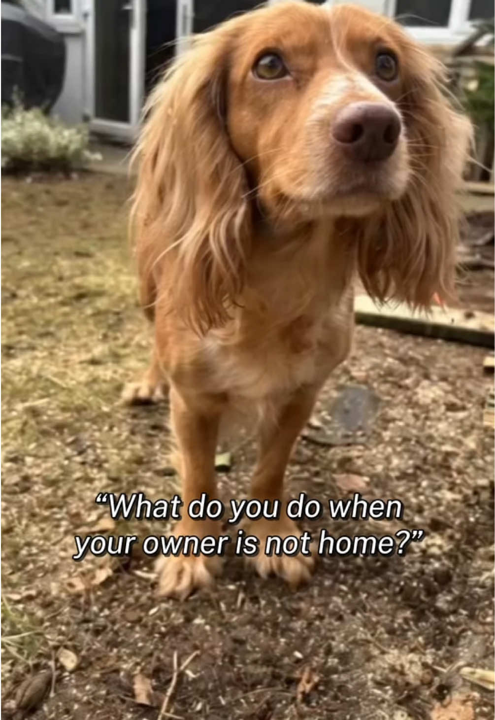 @A Dragon, a Lab & 2 Spaniels