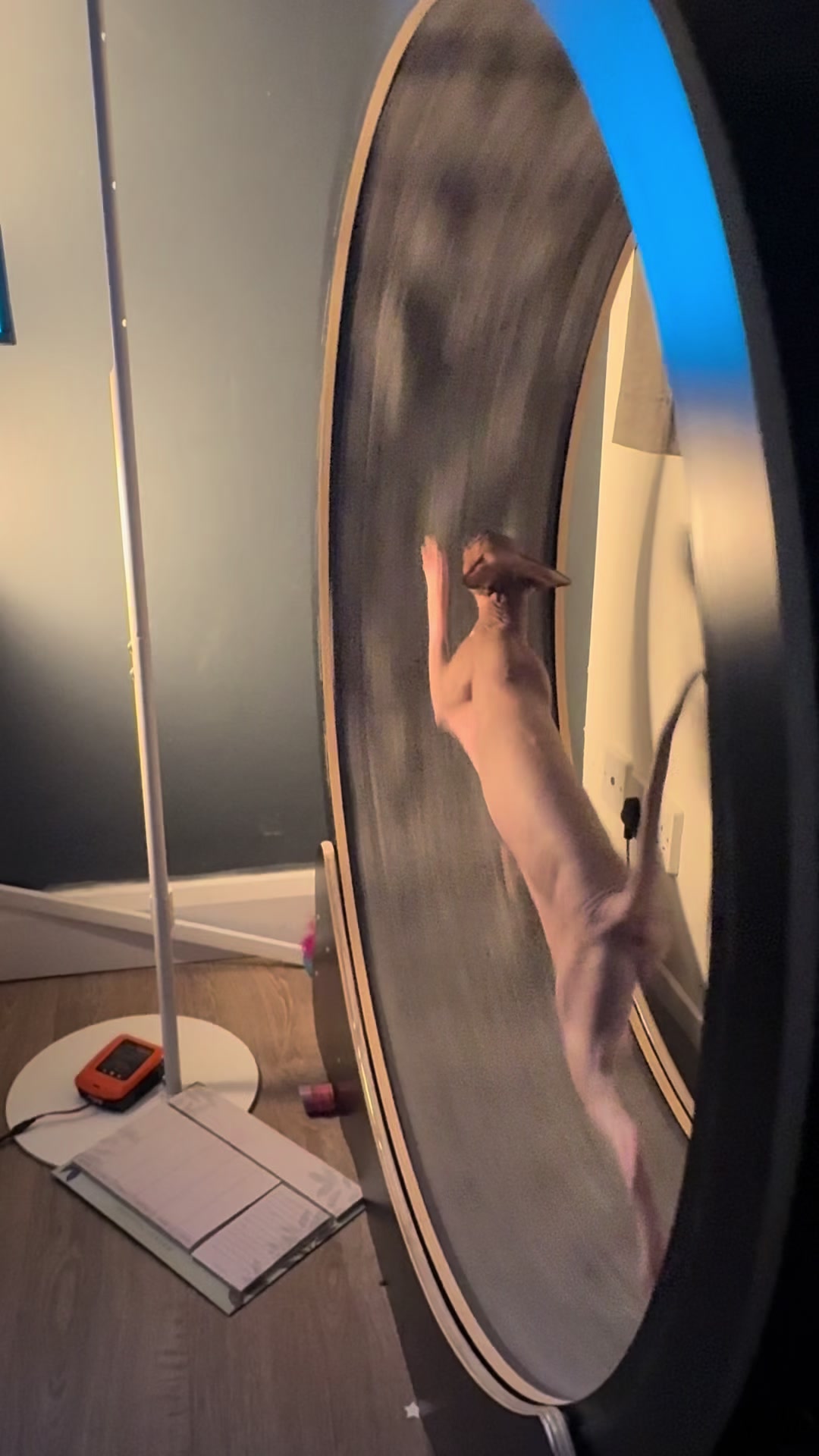 @Sphynxcat