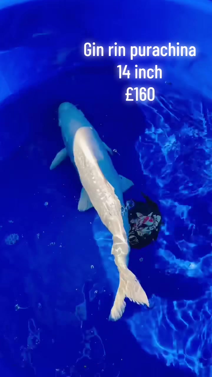 @PB KOI