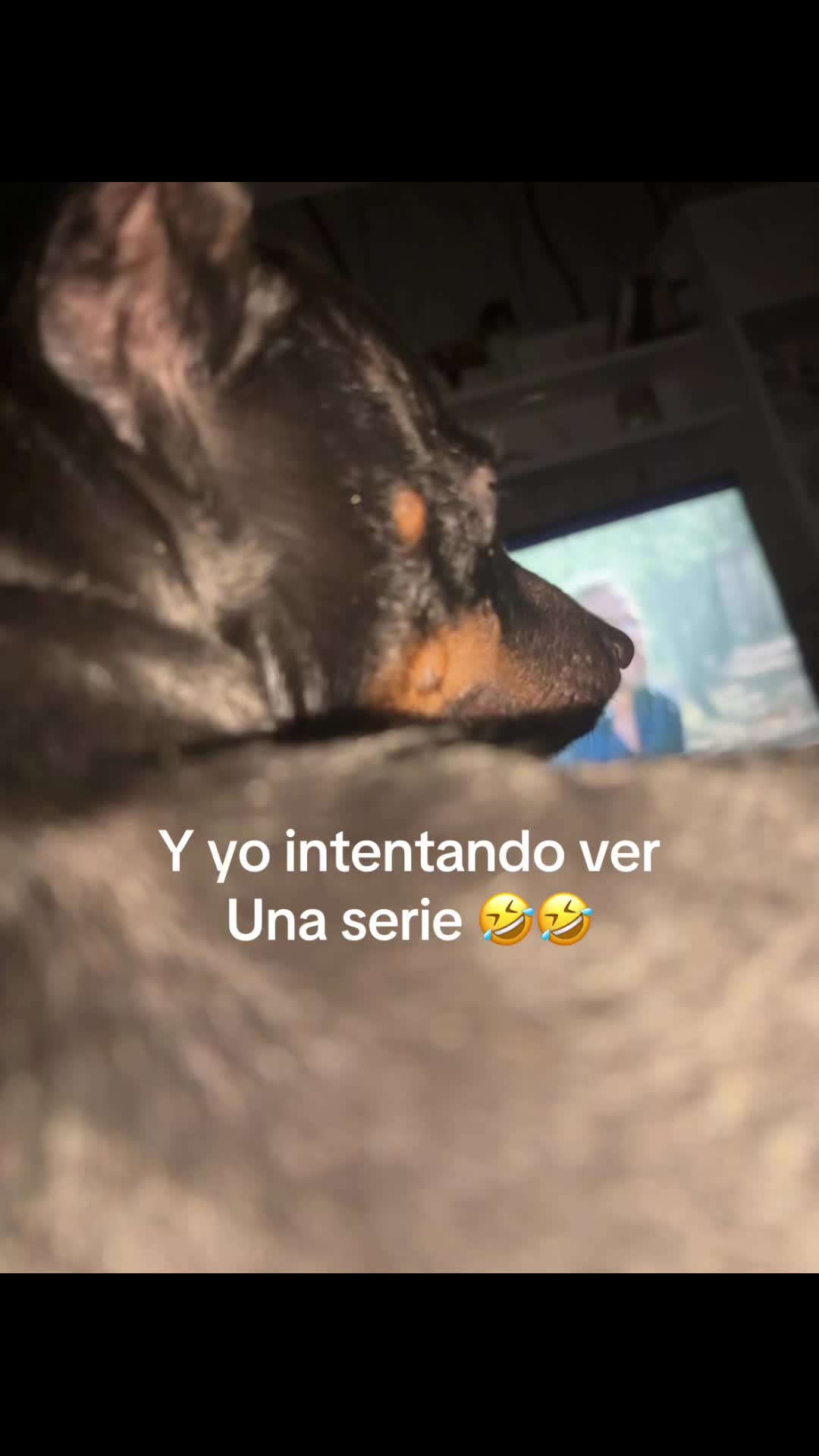 @PanDOGuitos 🐶
