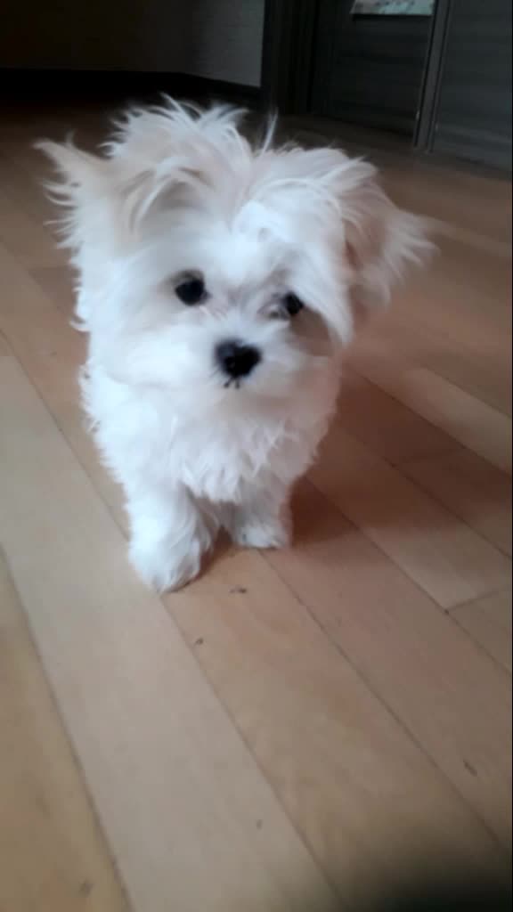 @구름이의 일상