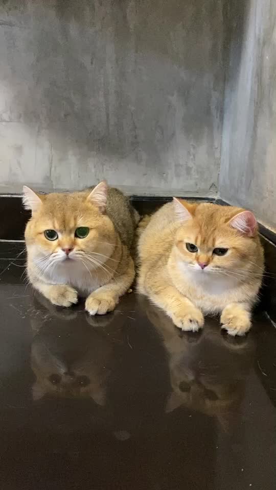 @Cruise_cat