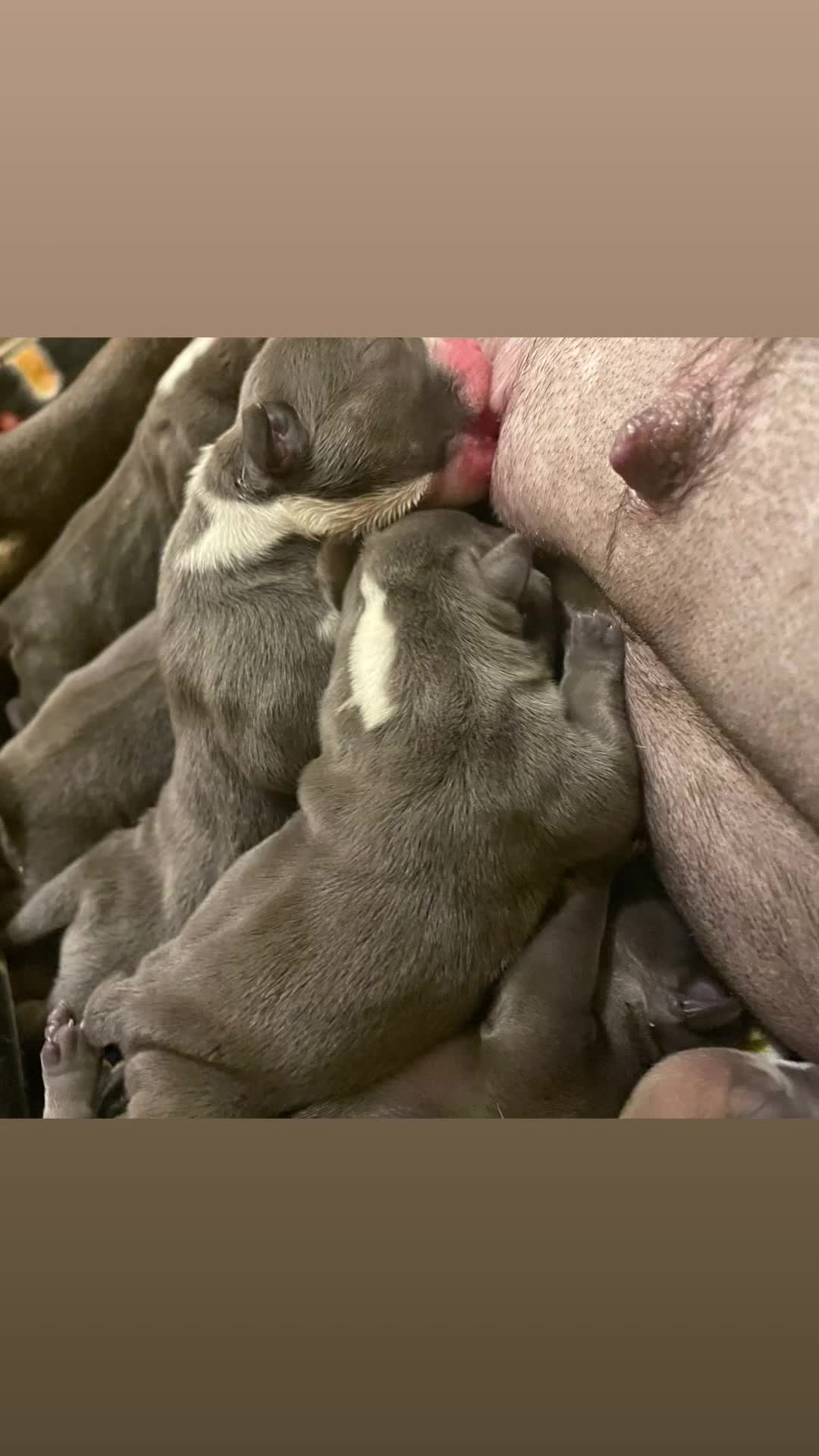 @smithbrothersbullies1
