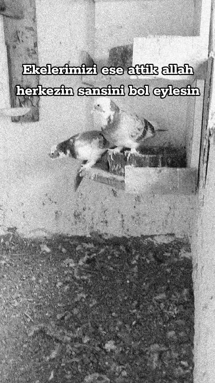 @🎲🎲oyunkusu.kirsehir40🎲🎲