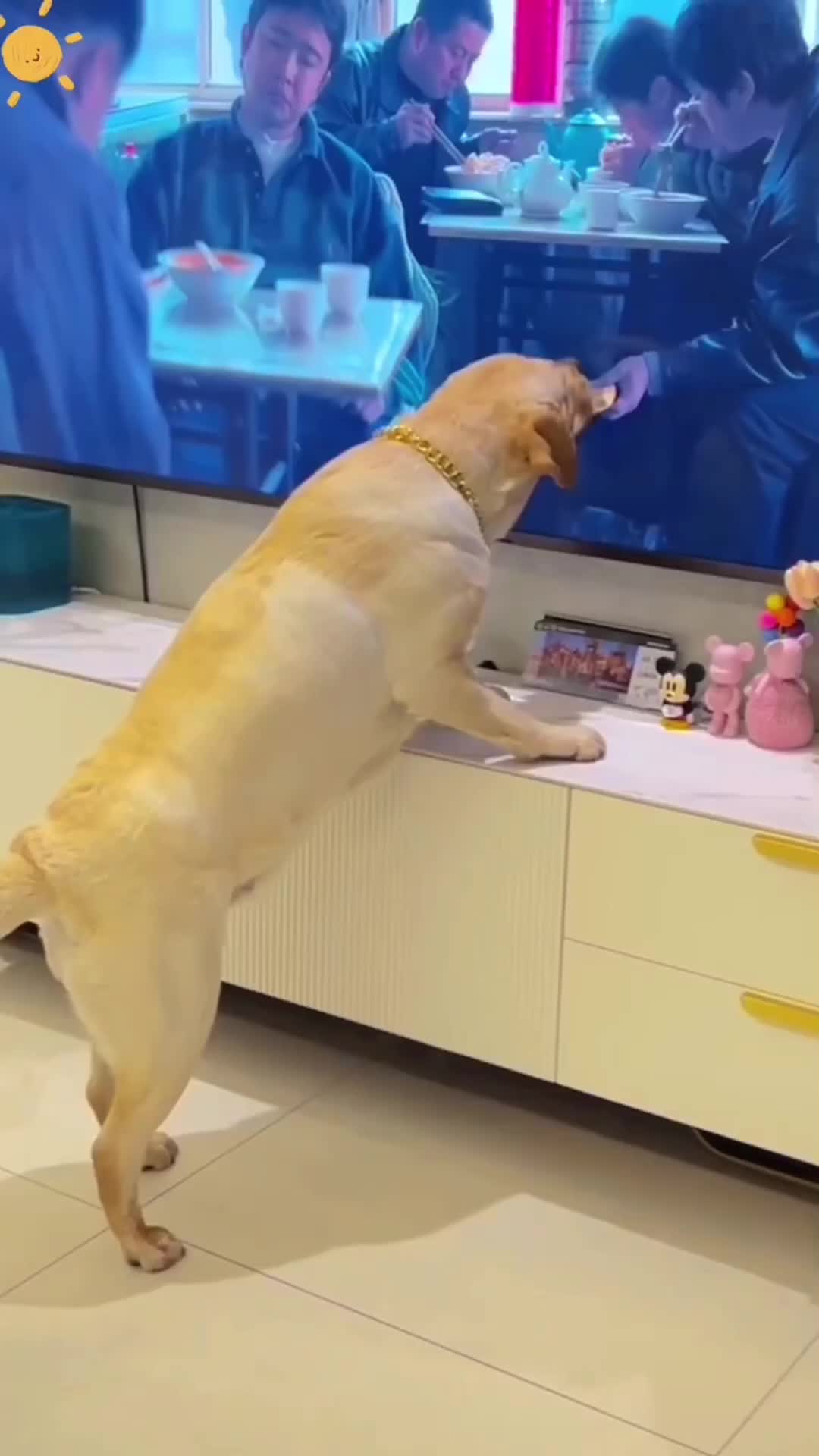 @Animal Home