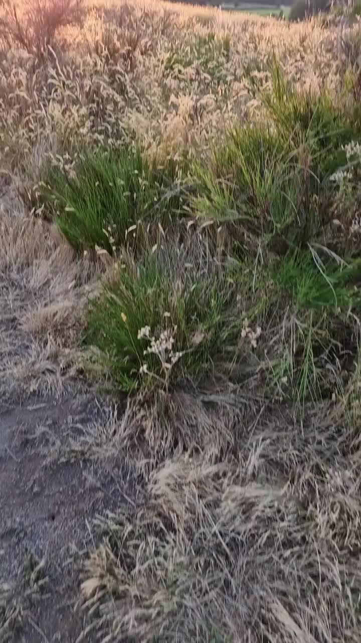 @DoVidéo