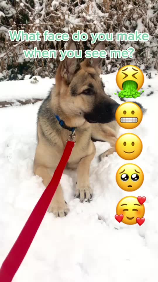 @🐶 Lily 🐶