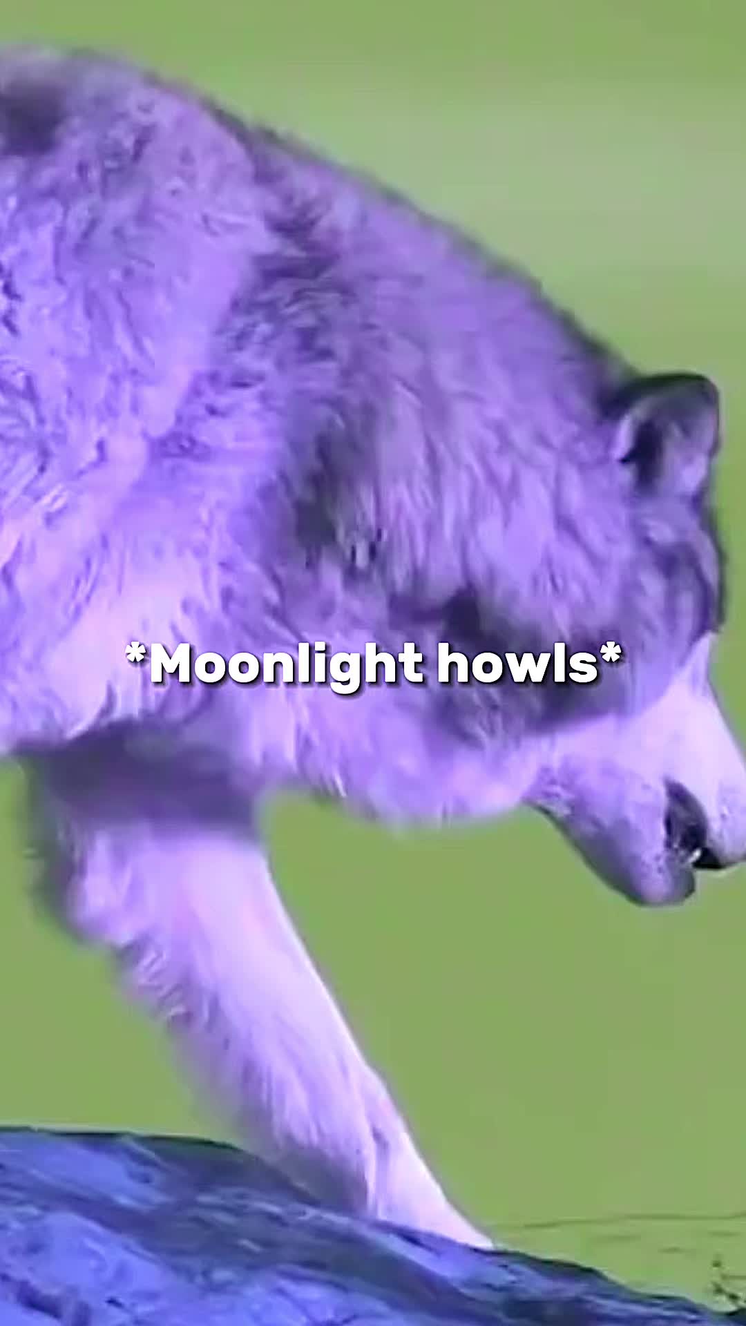 @💜🐺moonlight🐺💜