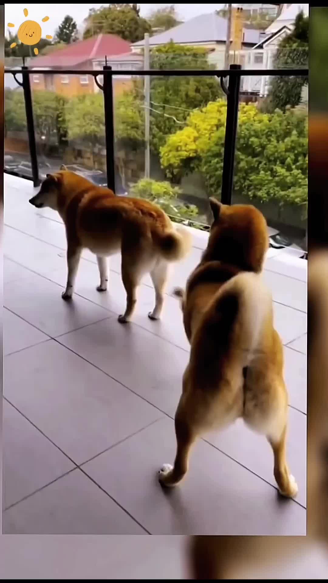 @Animal Home