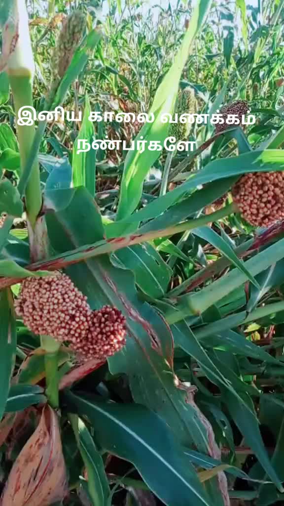 @Babu1972