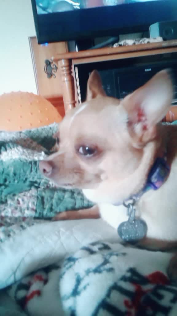 @ellie.the.teacup.pup