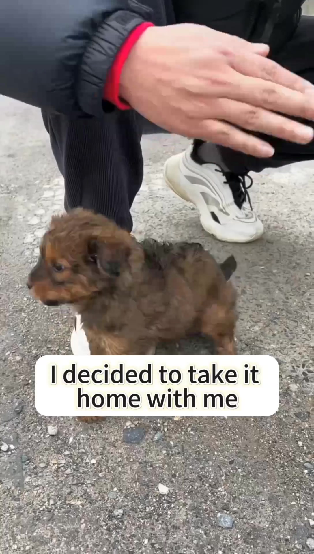 @Cats and dogs