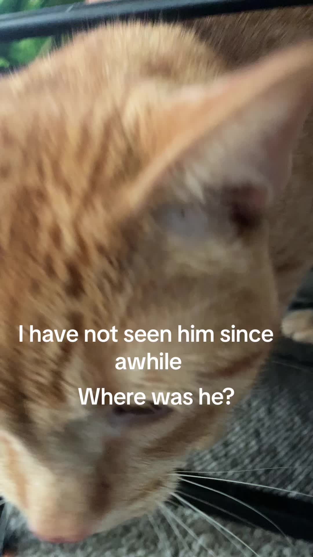 @dandysworldfan_boxten