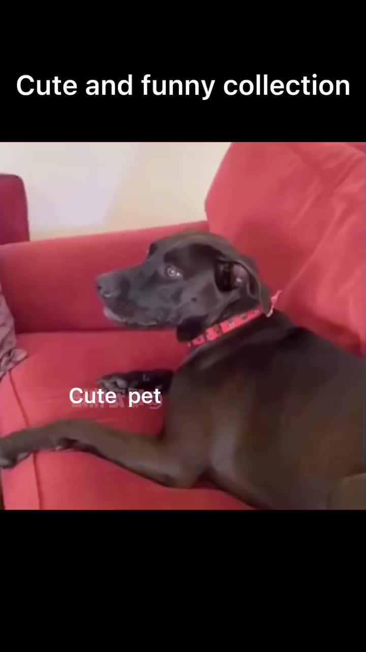 @Cute Pets😻