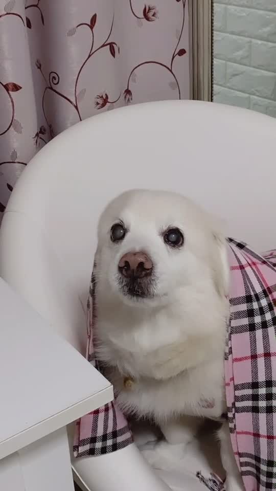 @Fluffy Creamy Dog
