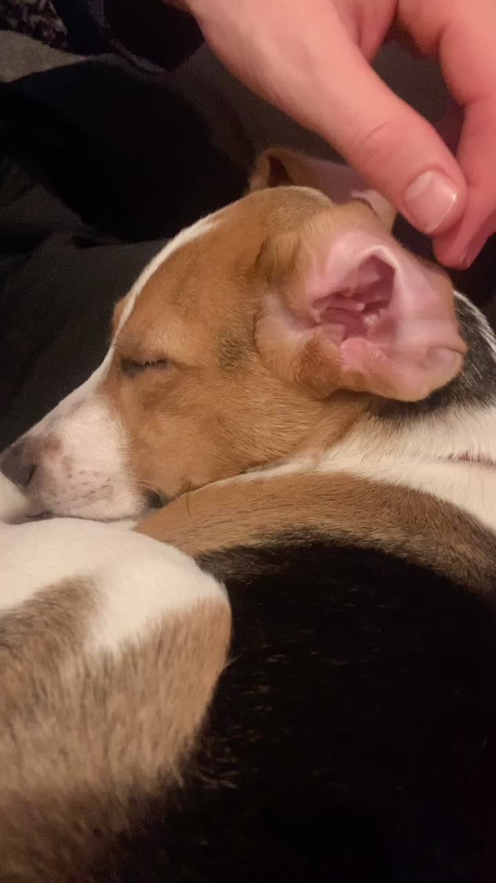 @Lync the Pocket Beagle ๐ถ